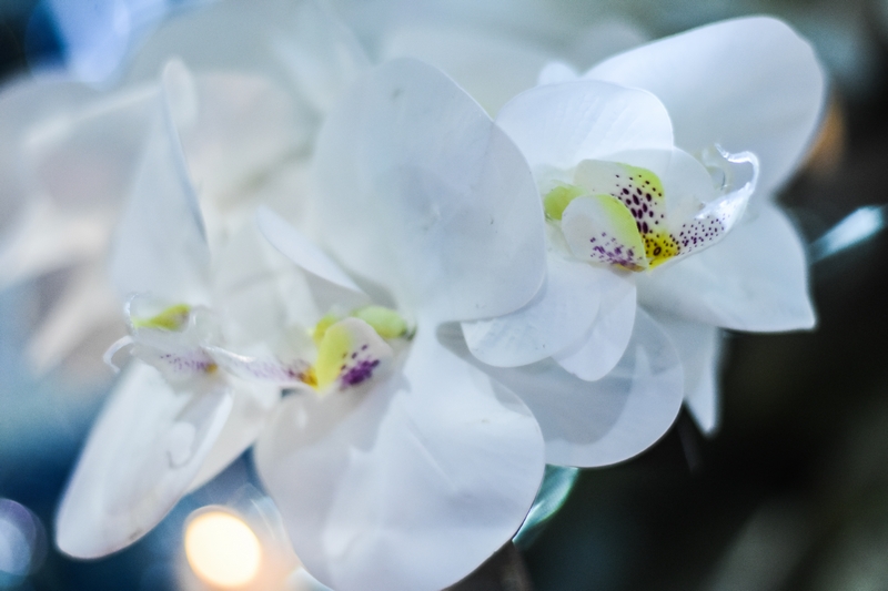 Flower Concept at the Royal Wedding Fair 